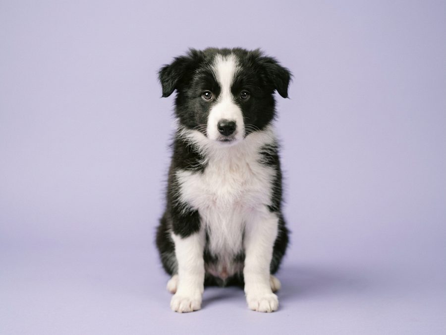 Border Collie puppy for sale in Singapore
