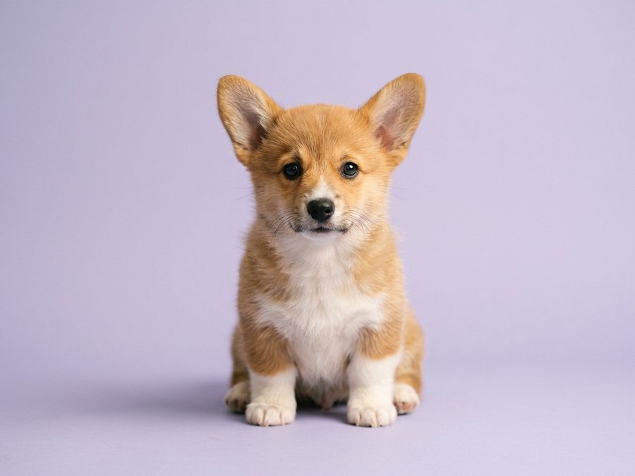 Corgi puppy for sale in Singapore