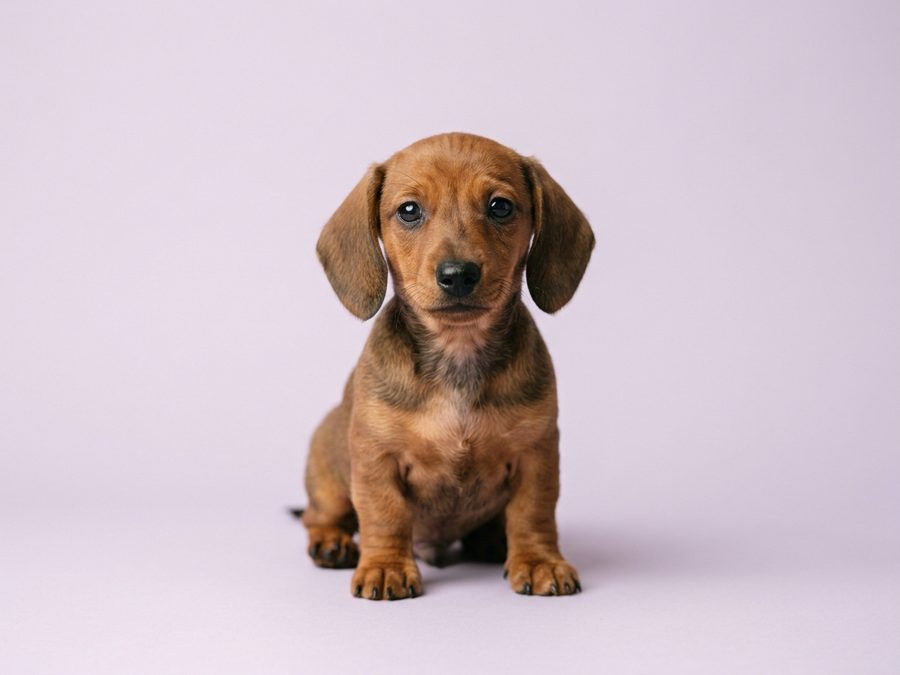 Dachshund puppy for sale in Singapore