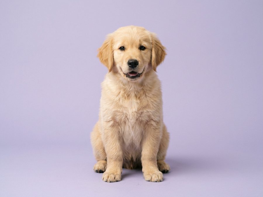 Golden Retriever puppy for sale in Singapore