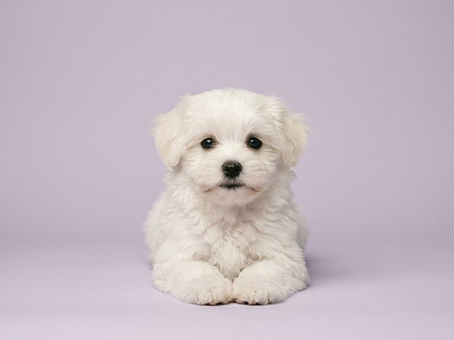 Maltese puppy for sale in Singapore