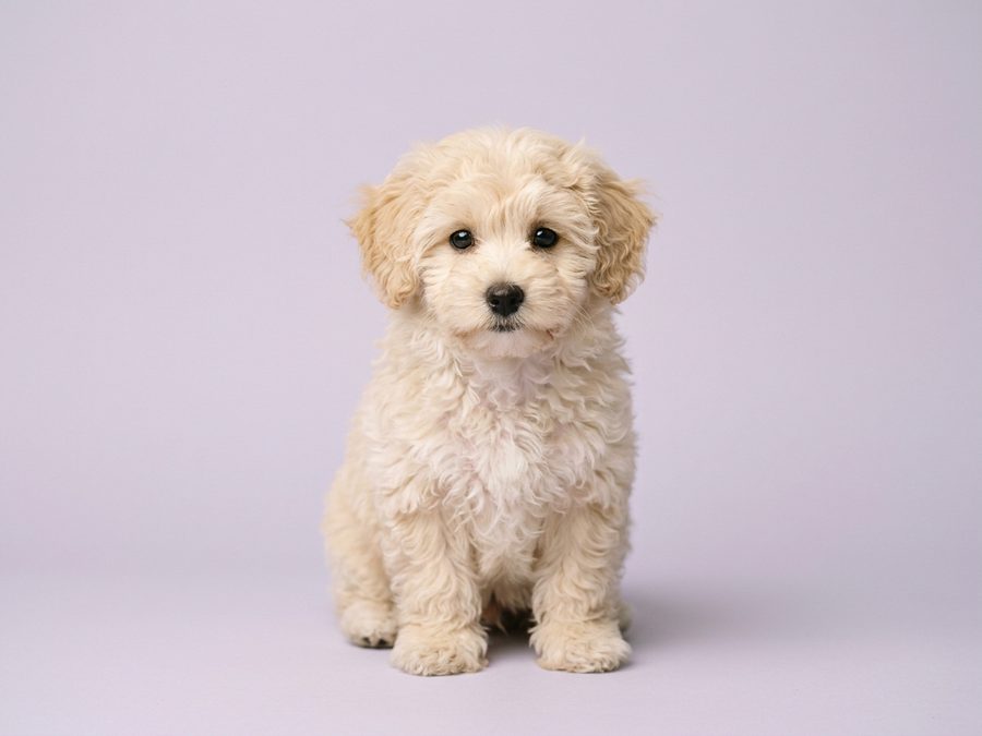 Maltipoo puppy for sale in Singapore