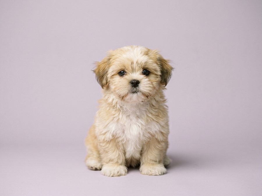 Shih Tzu puppy for sale in Singapore
