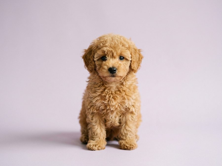Toy Poodle puppy for sale in Singapore