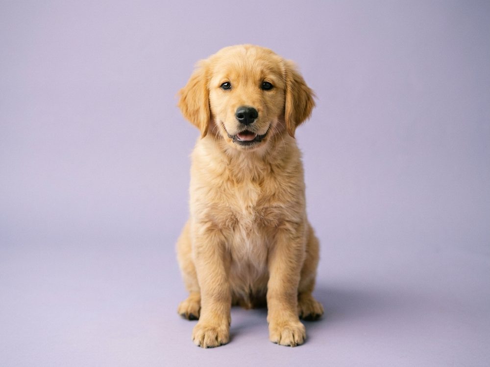 Golden retriever puppy from William Goh Pet Farm