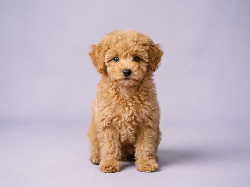 Toy Poodle puppy available for sale in Singapore