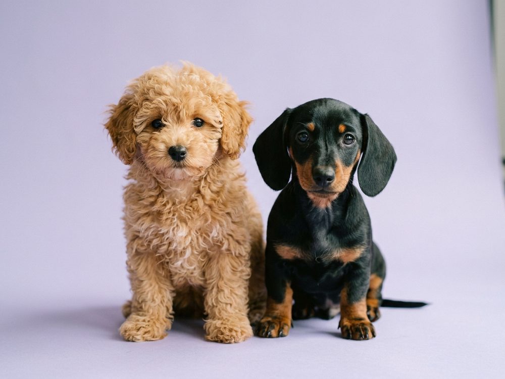 Two puppies of different dog breeds for sale in Singapore
