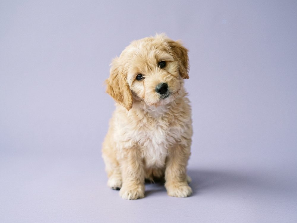 Puppy Singapore