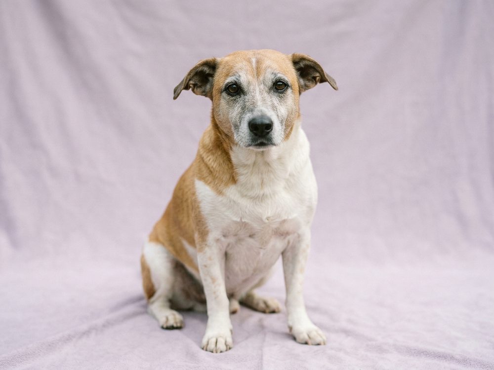 Adoptable mixed-breed dog in Singapore