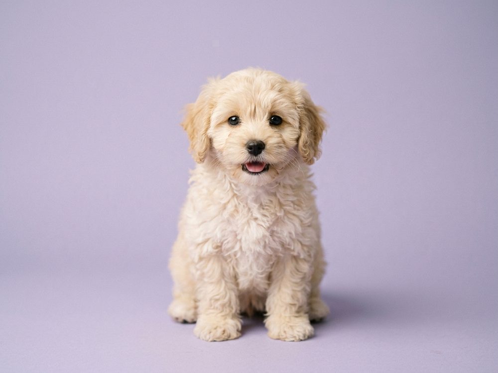 Cavapoo puppy for sale in Singapore