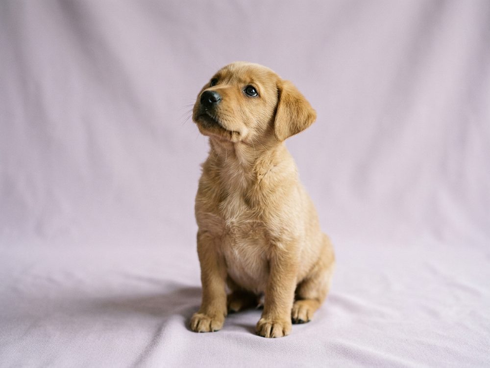 Puppy in training in Singapore