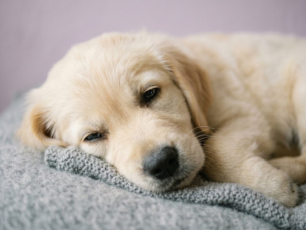 Happy puppy from Puppy Singapore